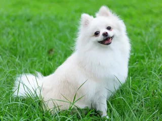 Is a Pomeranian Hypoallergenic? Vet-Reviewed Facts & Advice