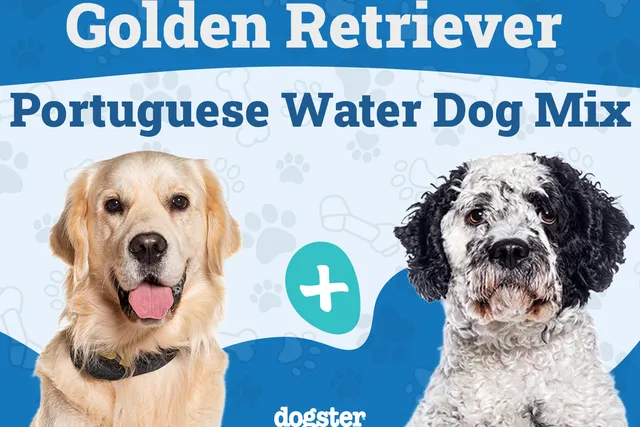 Golden Retriever Portuguese Water Dog Mix: Info, Pictures, Care & More