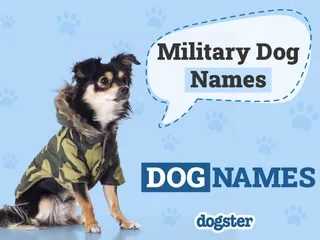 124 Military Dog Names: Popular Choices for Tough Canines