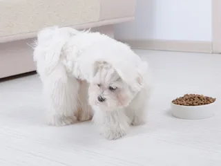 How to Get a Picky Dog to Eat: 12 Vet-Approved Tips