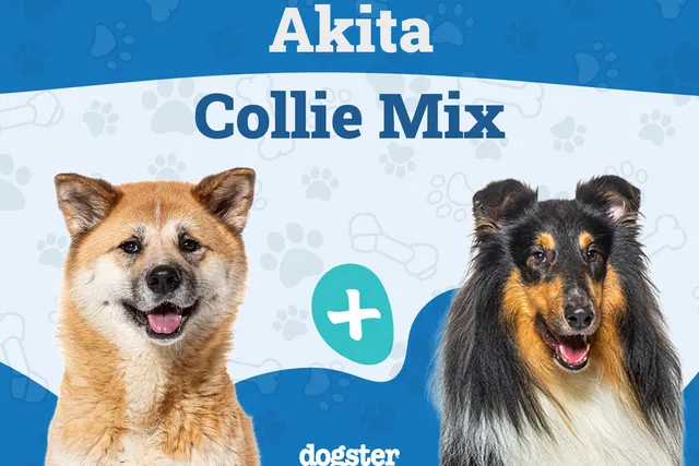 Akita Collie Mixed Dog Breed: Info, Pictures, Care & More