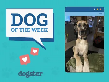 Dogster Photo Contest: Dogs of the Week Winners (January 2, 2025)
