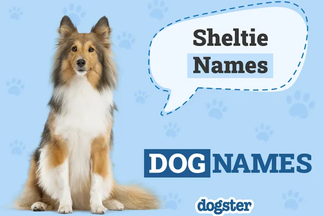 200+ Sheltie (Shetland Sheepdog) Dog Names: Popular & Unique Ideas