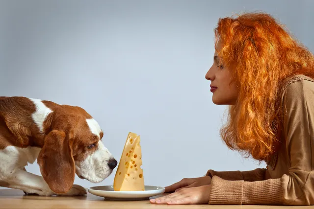 Why Do Dogs Love Cheese So Much? Vet-Verified Facts & Considerations