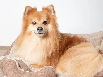 Fox Face Pomeranian: Info, Pictures, Origin & History