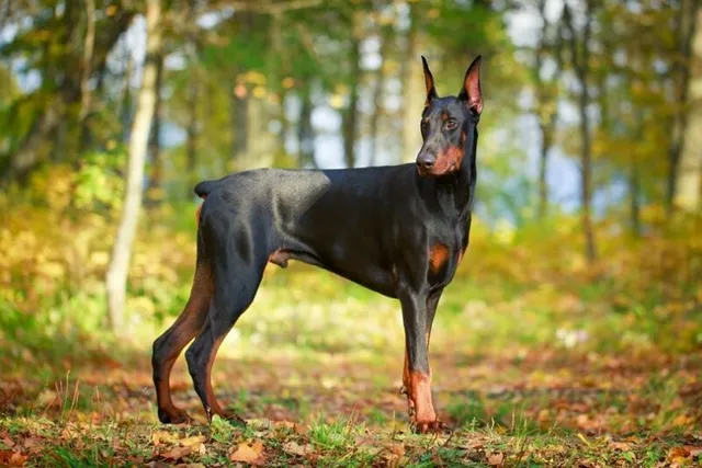 How to Train a Doberman to Be a Guard Dog: 4 Vet-Approved Tips