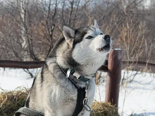 Alaskan Husky: Dog Breed Info, Pictures, Traits & Care