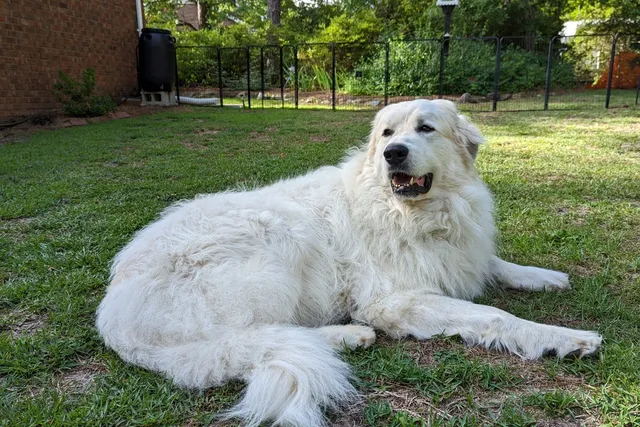 Are Great Pyrenees Good With Cats? Vet-Reviewed Behavior & Temperament