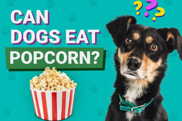 Can Dogs Eat Popcorn? Vet-Reviewed Health & Safety Guide