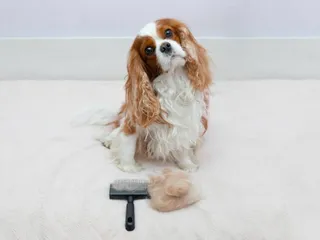 Does a Cavalier King Charles Spaniel Shed a Lot? Vet-Verified Tips, Maintenance & FAQ