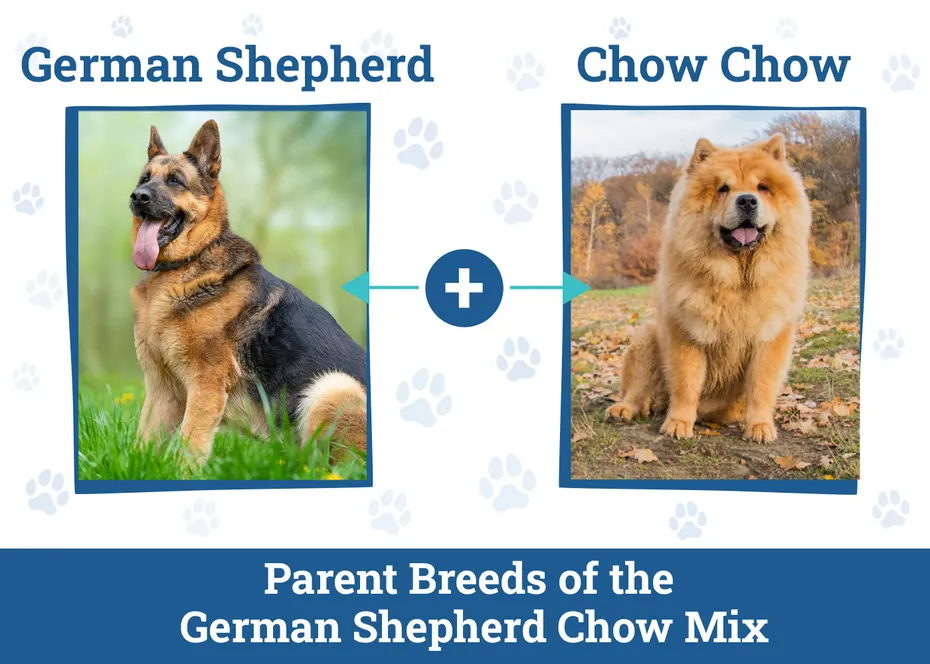 German Shepherd Chow Dog Breed
