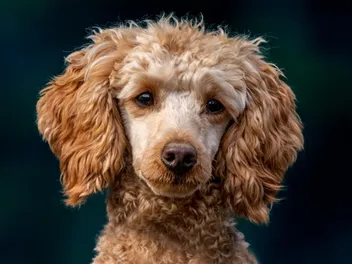 Brindle Poodle: Info, Pictures, Care & More