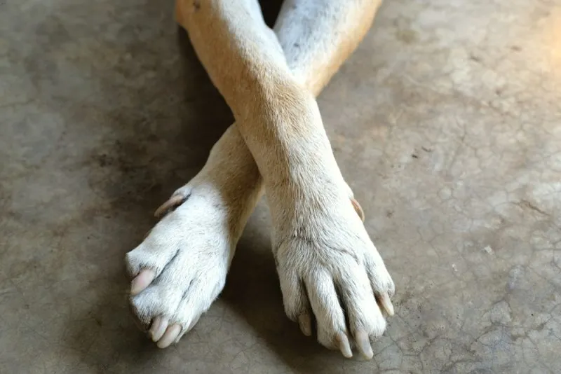crossed front paw of a senior dog