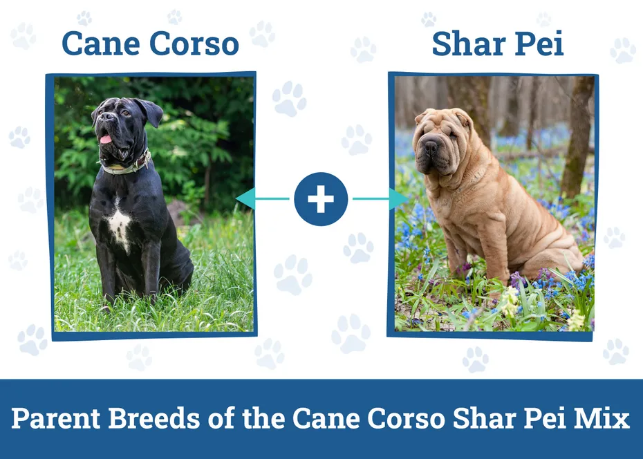 Parent Breeds of the Cane Corso Shar Pei Mix