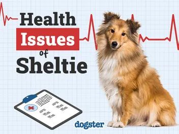 7 Sheltie Health Problems: Our Vet Explains