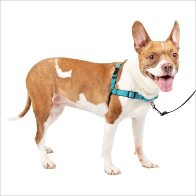 Deluxe Easy Walk Harness