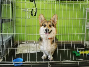 How to Crate Train a Corgi: 6 Vet-Approved Tips