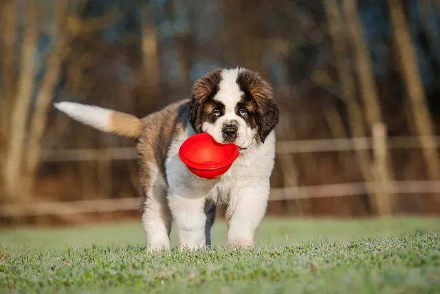 How to Train a St Bernard: 10 Vet-Approved Tips
