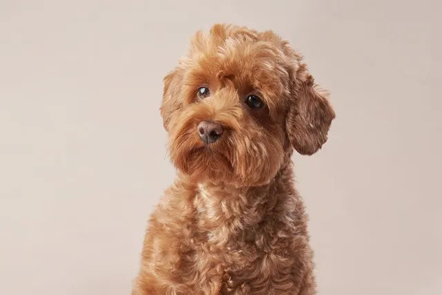 Red Maltipoo: Info, Pictures, Origin & History