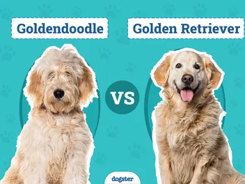 Goldendoodle vs Golden Retriever: The Differences (With Pictures)
