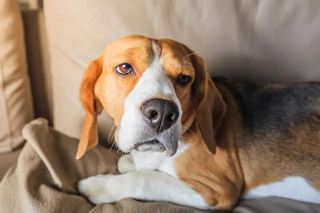Do Dogs Get Headaches? Vet-Approved Signs & FAQ