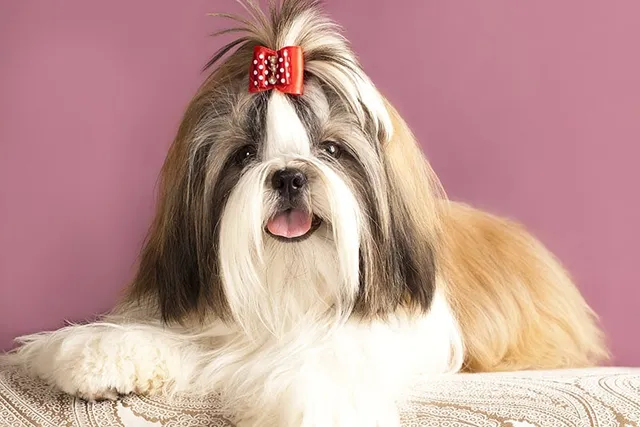 Is a Shih Tzu Smarter Than Other Dogs? The Surprising Answer!