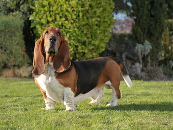 Are Basset Hounds Lazy? Our Vet Explains the Breed's Activity Levels
