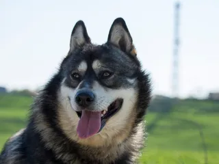 Gerberian Shepsky Dog Breed: Info, Pictures, Care & More