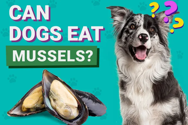 Can Dogs Eat Mussels? Vet-Approved Benefits & Safety Tips