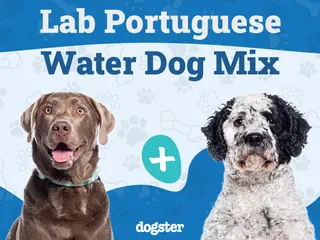 Lab Portuguese Water Dog Mix: Info, Pictures, Care & More
