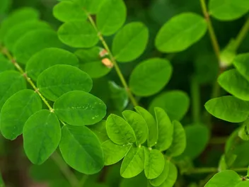 Astragalus for Dogs: Usage, Benefits & Verdict (Vet Answer)