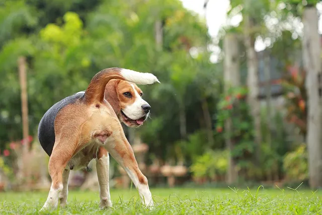 Proestrus and Estrus Phases in the Dam Cycle in Dogs: Signs & Tips
