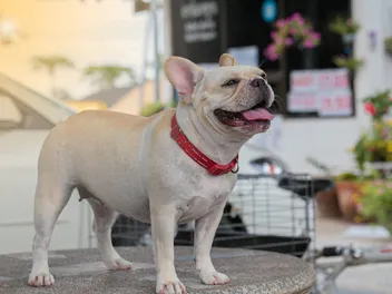 When Do French Bulldogs Calm Down? 9 Vet-Approved Tips to Help Hyperactivity