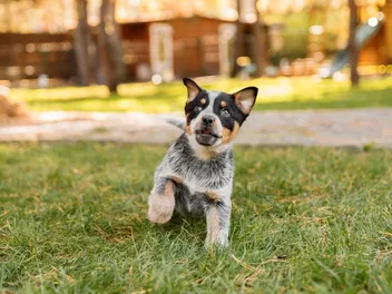 2-Month-Old Puppy Training: Our Vet Explains Preparation & Crucial Actions
