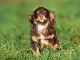 Chi-Spaniel (Chihuahua & Cocker Spaniel Mix): Info, Pictures, Traits & Care