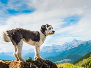 15 Shepherd Dogs: Breed Information & Traits (With Pictures)