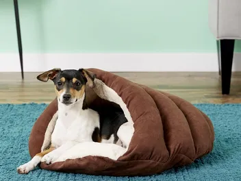 7 Best Dog Cave Beds in 2026 - Reviews & Top Picks