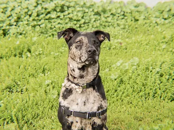 10 Best Dog Foods for Catahoula Leopard Dogs in 2026 - Reviews & Top Picks