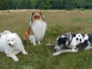 90+ Best Dog Breeds for Kids, Guarding & More (With Info & Pictures)