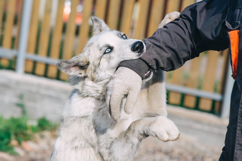 dog-biting-mans-hand