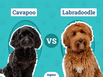 Cavapoo vs Labradoodle: The Differences Explained (With Pictures)