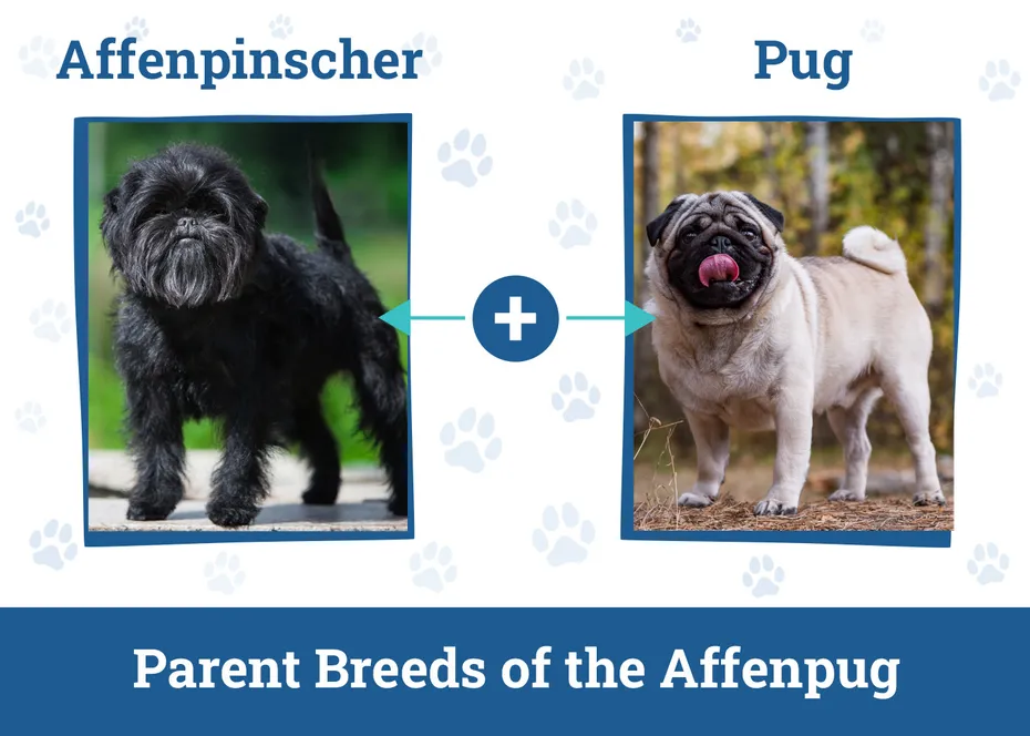 Parent Breeds of the Affenpug