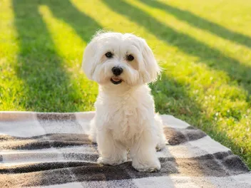 Maltese Shaker Syndrome: Signs, Causes & Care (Vet Answer)
