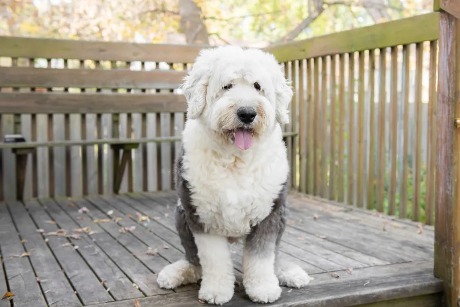 Old English Sheepdog sitting on porch outdoors