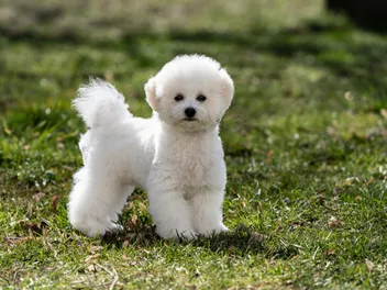 Do Bichon Frises Shed a Lot? Factors, Causes & FAQ