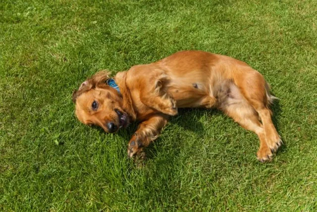 Miniature Cocker Spaniel: Info, Pictures, Temperament & More