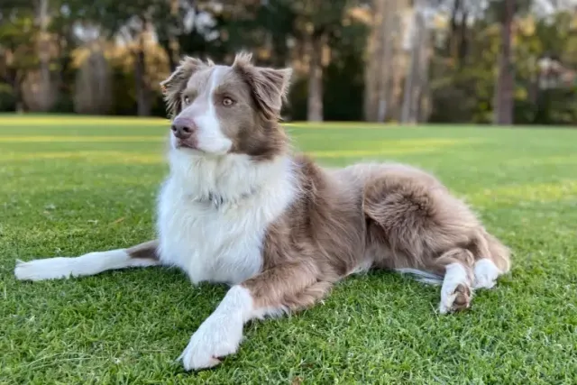 Are Border Collies Hypoallergenic? Vet-Verified Breed & Allergy Facts