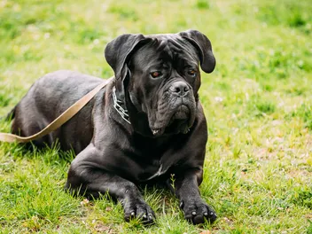 Are Cane Corsos Banned Anywhere in the US? Facts & FAQ