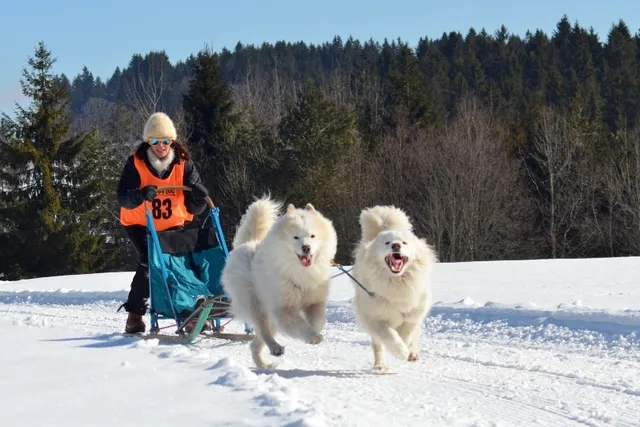 How to Train a Sled Dog: 12 Vet-Approved Tips & Equipment Essentials