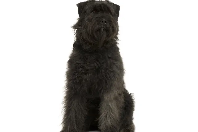 Bouvier des Ardennes Dog Breed: Info, Pictures, Care & Traits